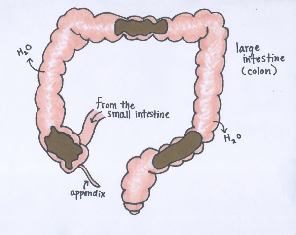 healthy-unhealthy-poop-bowels-elimination-joyful-belly-school-of