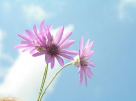 Ayurveda Frequent Nausea Example 1