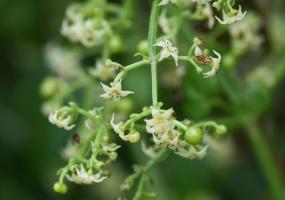 Ayurveda Manjistha Flower
