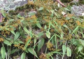 Ayurveda Manjistha Whole Plant