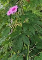 Ayurveda Vidari Stem / Bark