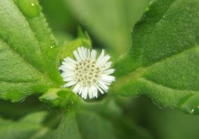 Ayurveda Bhringaraj Flower