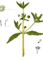 Ayurveda Bhringaraj Monogram