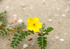 Ayurveda Gokshura Flower