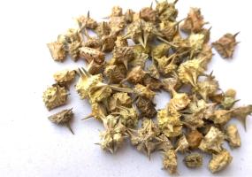 Ayurveda Gokshura Harvested