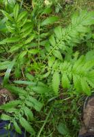 Ayurveda Agrimony Whole Plant