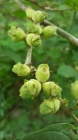 Ayurveda Witch Hazel Fruit