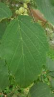 Ayurveda Witch Hazel Leaf