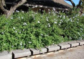 Ayurveda Chitrak Whole Plant