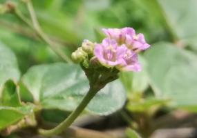 Ayurveda Punarnava Flower