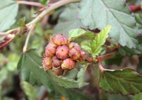 Ayurveda Punarnava Fruit