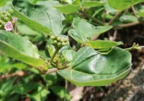 Ayurveda Punarnava Leaf