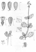 Ayurveda Punarnava Monogram