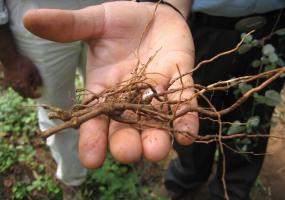 Ayurveda Punarnava Root