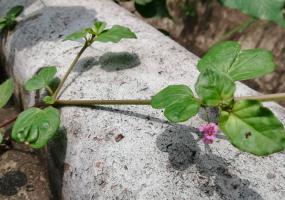 Ayurveda Punarnava Stem / Bark