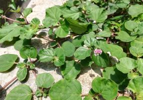 Ayurveda Punarnava Whole Plant