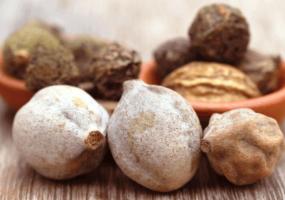 Ayurveda Haritaki Harvested