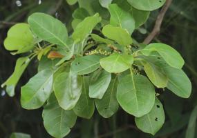 Ayurveda Haritaki Leaf