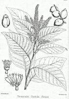 Ayurveda Haritaki Monogram