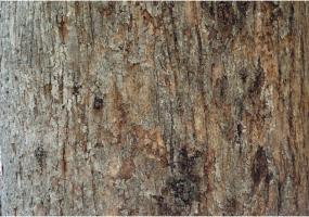 Ayurveda Haritaki Stem / Bark