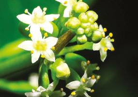 Ayurveda Brahmi  Ghee (9oz) Flower