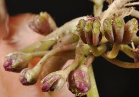 Ayurveda Brahmi  Ghee (9oz) Fruit