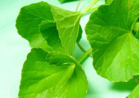 Ayurveda Brahmi  Ghee (9oz) Leaf