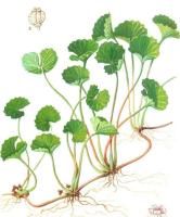 Ayurveda Brahmi  Ghee (9oz) Monogram