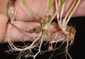 Ayurveda Brahmi  Ghee (9oz) Root