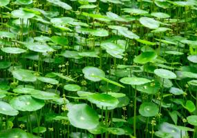 Ayurveda Brahmi  Ghee (9oz) Whole Plant