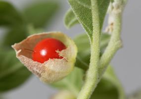 Ayurveda Ashwagandha Fruit
