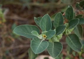Ayurveda Ashwagandha Leaf