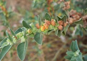 Ayurveda Ashwagandha Stem / Bark