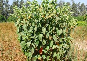 Ayurveda Ashwagandha Whole Plant