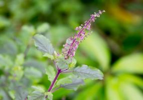 Ayurveda Holy Basil Leaf (Tulsi) Flower
