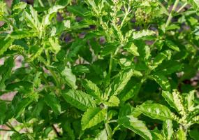 Ayurveda Holy Basil Leaf (Tulsi) Leaf