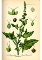 Ayurveda Holy Basil Leaf (Tulsi) Monogram