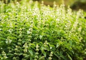 Ayurveda Holy Basil Leaf (Tulsi) Whole Plant